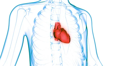 Human Circulatory System Heart Anatomy Animation Concept Stock Footage 148309836