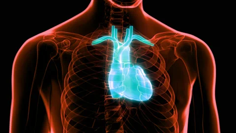 Human Circulatory System Heart Anatomy Animation Concept Видео 148310067