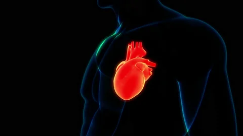 Human Circulatory System Heart Anatomy Animation Concept Vídeo Stock 154749335