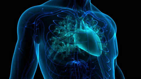 Human Circulatory System Heart Anatomy Animation Concept Stock Footage 158190928