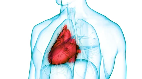 Human Circulatory System Heart Anatomy Animation Concept Vidéo 158631338