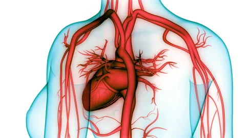 Human Circulatory System Heart Anatomy Animation Concept Stock Footage 158631429