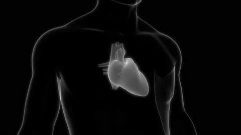 Human Circulatory System Heart Anatomy Animation Concept 库存影片 163964524