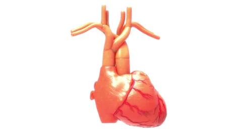 Human Circulatory System Heart Anatomy Animation Concept 库存影片 166600946