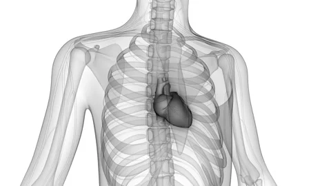 Human Circulatory System Heart Anatomy Animation Concept 库存影片 200858774