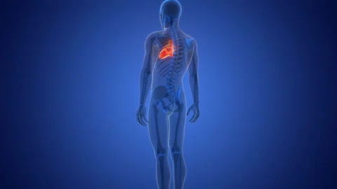 Human Circulatory System Heart Anatomy Animation Concept 스톡 동영상 290339648