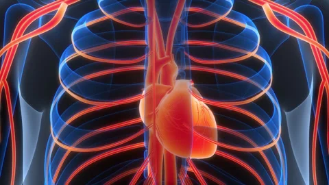 Human Circulatory System Heart Anatomy Animation Concept Vídeos de archivo 307406818