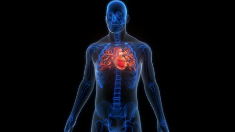 Human Circulatory System Heart Anatomy Animation Concept Stock Footage 307410048
