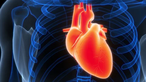 Human Circulatory System Heart Anatomy Animation Concept 動画素材 307410205