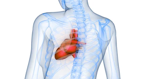 Human Circulatory System Heart Anatomy Animation Concept Stock Footage 331863085