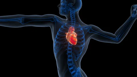 Human Circulatory System Heart Anatomy Animation Concept 스톡 동영상 340011151