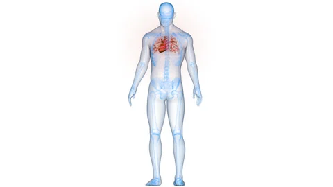 Human Circulatory System Heart Anatomy Animation Concept 스톡 동영상 340013306