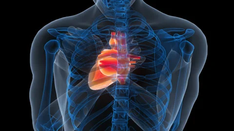 Human Circulatory System Heart Anatomy Animation Concept Stock Footage 340013611