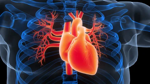 Human Circulatory System Heart Anatomy Animation Concept Video stock 340987193