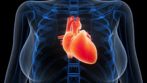 Human Circulatory System Heart Anatomy Animation Concept Stock Footage 342296794