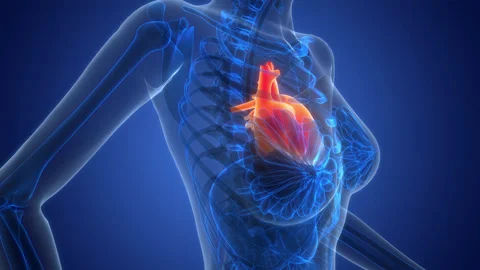 Human Circulatory System Heart Anatomy Animation Concept Stock Footage 342296965