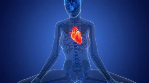 Human Circulatory System Heart Anatomy Animation Concept Stock Footage 342298132