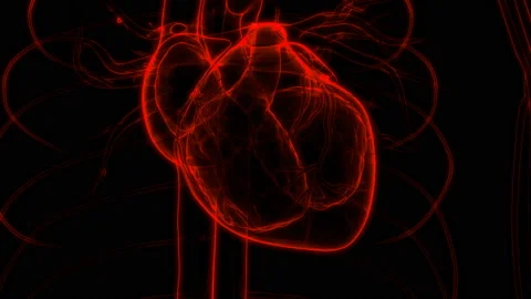 Human Circulatory System Heart Beat Anatomy Animation Concept Stock Footage 132947271