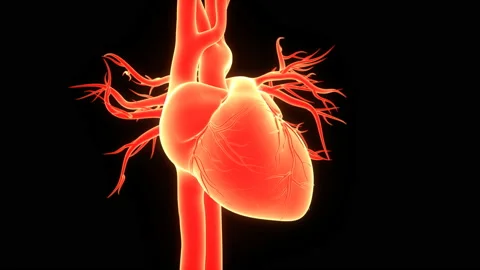 Human Circulatory System Heart Beat Anatomy Animation Concept 스톡 동영상 137293248