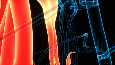 Human Circulatory System Heart Beat Anatomy Animation COncept Видео 137433158