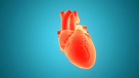 Human Circulatory System Heart Beat Anatomy Animation Concept Vidéo 138183545