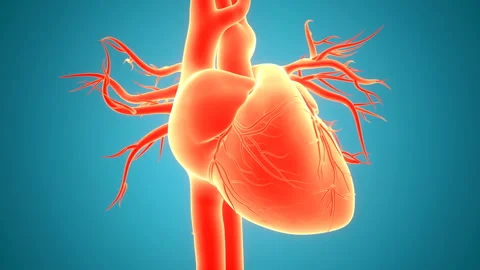 Human Circulatory System Heart Beat Anatomy Animation Concept Vídeos de archivo 138183589