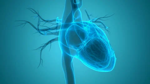 Human Circulatory System Heart Beat Anatomy Animation Concept Stock Footage 138183591
