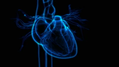 Human Circulatory System Heart Beat Anatomy Animation Concept Stock-Footage 139690086