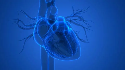 Human Circulatory System Heart Beat Anatomy Animation Concept Vídeo Stock 139690117