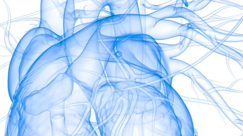 Human Circulatory System Heart Beat Anatomy Animation Concept Vídeos de archivo 141191725