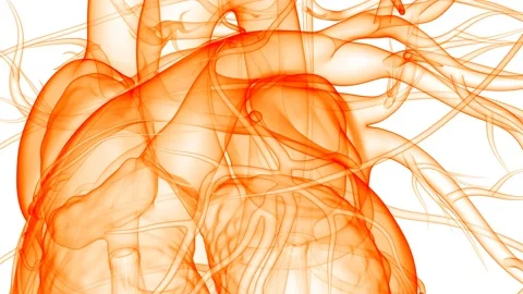 Human Circulatory System Heart Beat Anatomy Animation Concept Vidéo 141191773