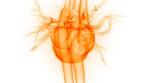 Human Circulatory System Heart Beat Anatomy Animation Concept Vídeos de archivo 141191885