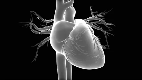 Human Circulatory System Heart Beat Anatomy Animation Concept Vídeos de archivo 142243448