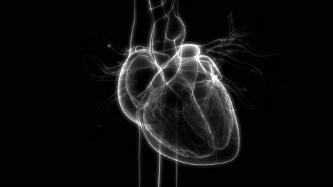 Human Circulatory System Heart Beat Anatomy Animation Concept Vídeo Stock 142243502