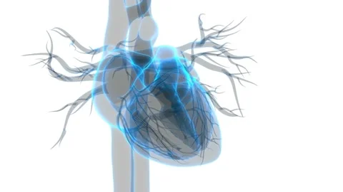 Human Circulatory System Heart Beat Anatomy Animation Concept Vídeo Stock 142504894