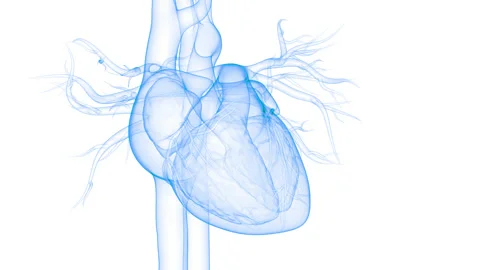 Human Circulatory System Heart Beat Anatomy Animation Concept Stock Footage 143468568