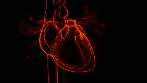 Human Circulatory System Heart Beat Anatomy Animation Concept 스톡 동영상 143468605