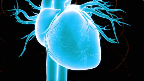 Human Circulatory System Heart Beat Anatomy Animation Concept 库存影片 150917641