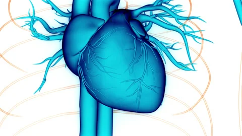 Human Circulatory System Heart Beat Anatomy Animation Concept Stock Footage 150917662
