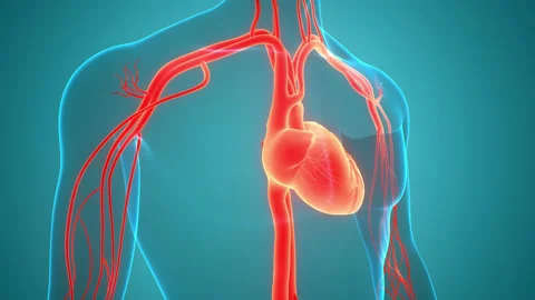 Human Circulatory System Heart Beat Anatomy Animation Concept Vidéo 155718002