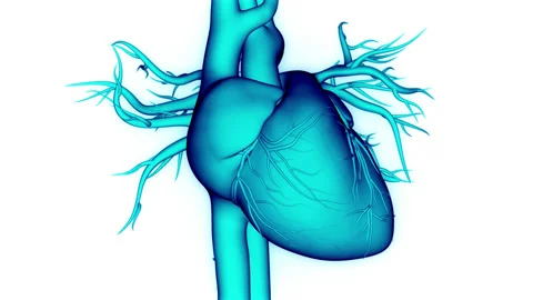 Human Circulatory System Heart Beat Anatomy Animation Concept Vídeos de archivo 156179440