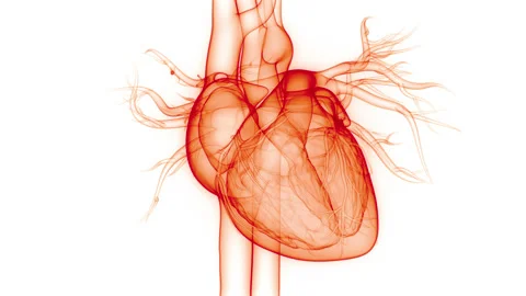Human Circulatory System Heart Beat Anatomy Animation Concept Vidéo 156179507
