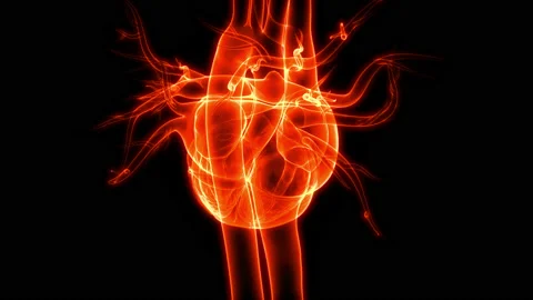 Human Circulatory System Heart Beat Anatomy Animation Concept Stock Footage 158161589