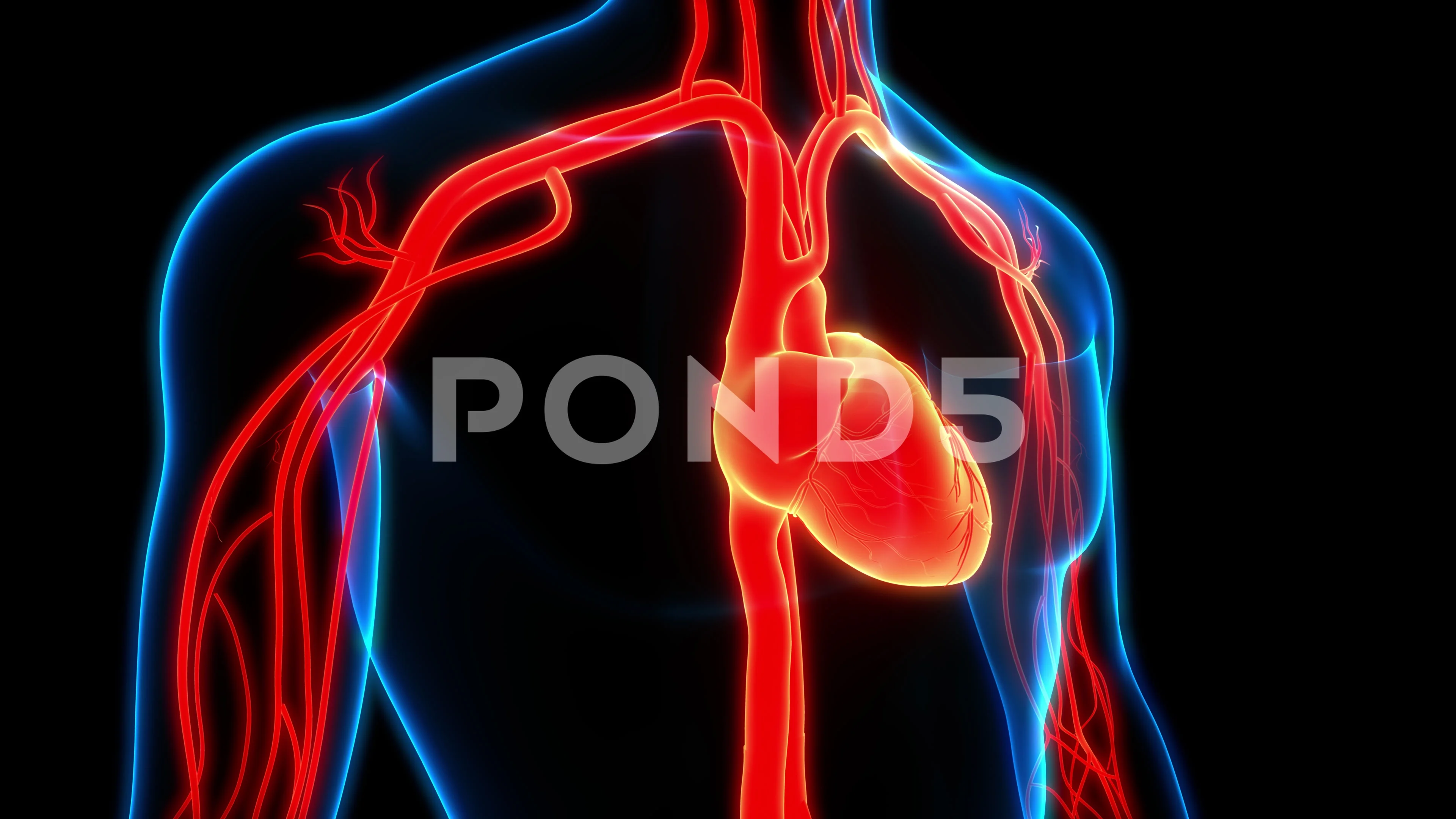 Human Circulatory System Heart Beat Anat... | Stock Video | Pond5