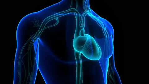 Human Circulatory System Heart Beat Anatomy Animation Concept Stock Footage 158190892