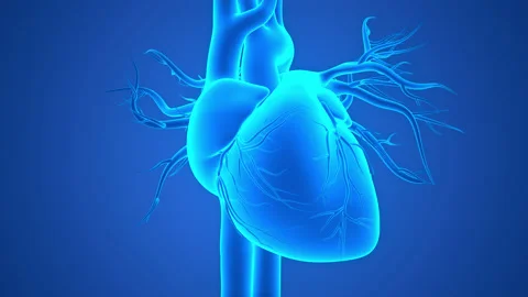 Human Circulatory System Heart Beat Anatomy Animation Concept Vídeo Stock 158631412