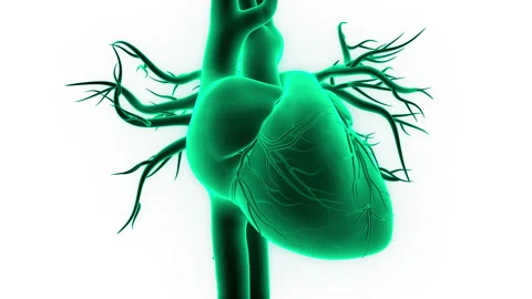 Human Circulatory System Heart Beat Anatomy Animation Concept Vídeos de archivo 161053009