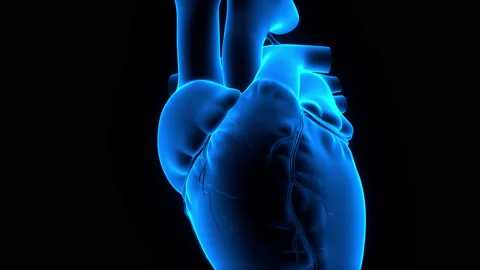 Human Circulatory System Heart Beat Anatomy Animation Concept 스톡 동영상 161053554