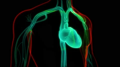 Human Circulatory System Heart Beat Anatomy Animation Concept Vídeo Stock 169633384
