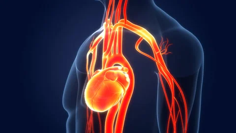 Human Circulatory System Heart Beat Anatomy Animation Concept Video stock 169634965